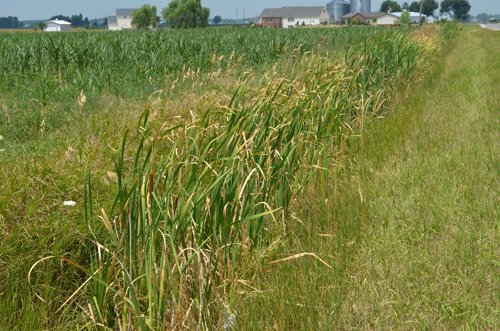 Property photo 27 - 51.5 Acres Offered in 5 tracts, 2 Farm Sites